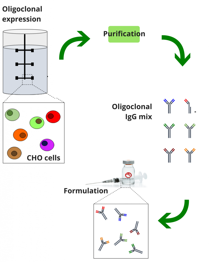 CHO cells expression Center for Antibody Technologies